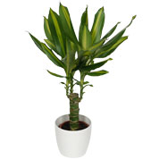 Dracaena Massangeana + Cachep Branco